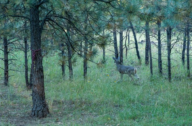 WolfHorse Outfitters Day Tours-Silver City必去景点