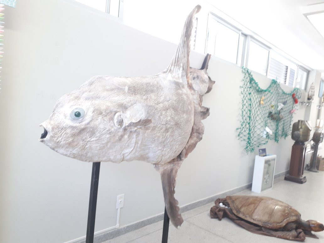 Museum of Morphological Sciences-Natal必去景点