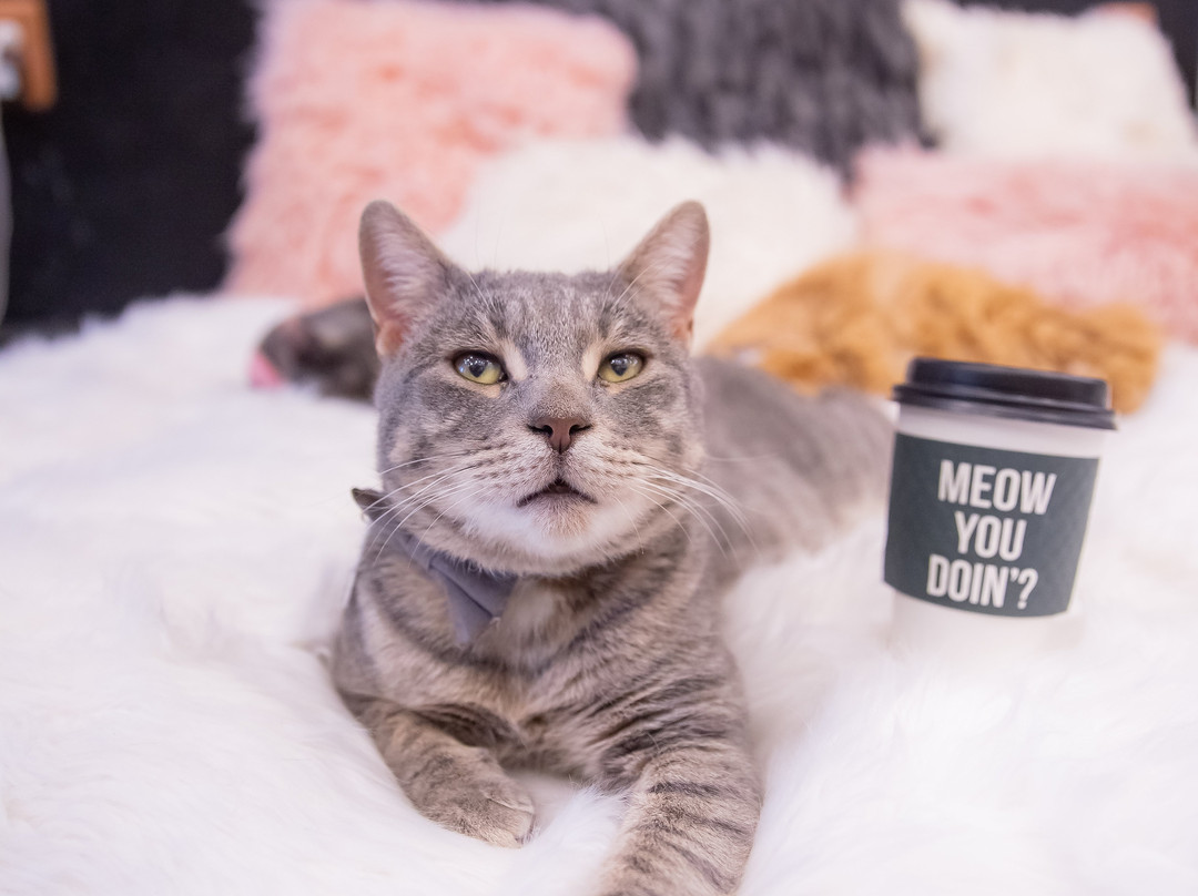 Crumbs & Whiskers-华盛顿特区必去景点