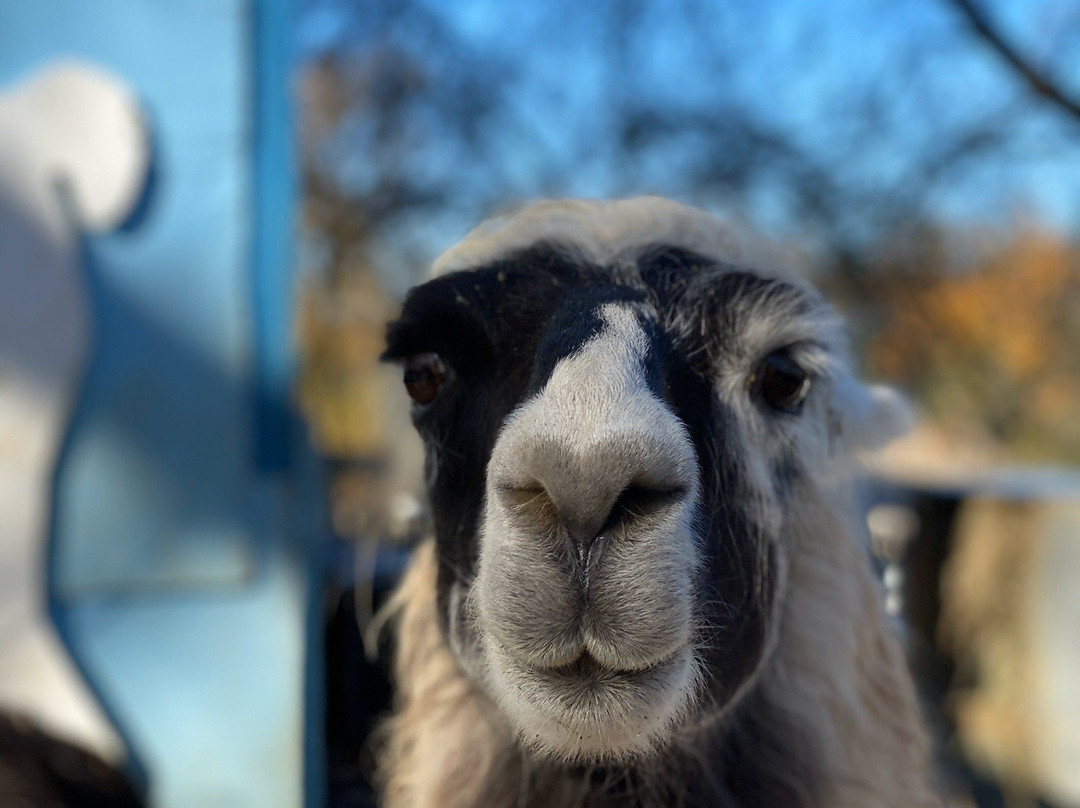 Llamas of Circle Home景点图片