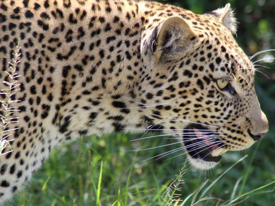 Wilderness explorers tours and safaris-蒙巴萨必去景点