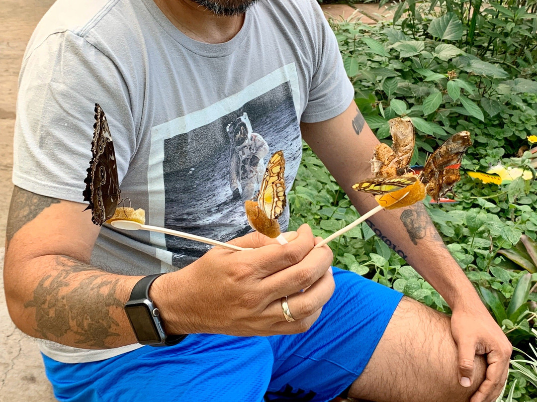 Butterfly Kingdom景点图片