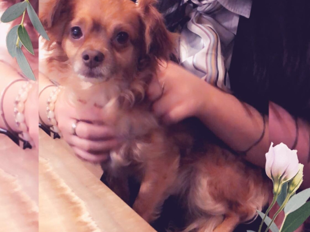 Encore Suites by Service Plus Inns主图