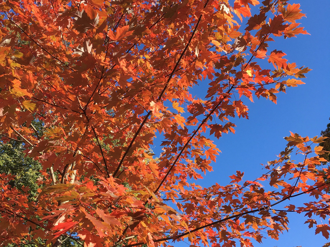 King's Square-圣约翰必去景点