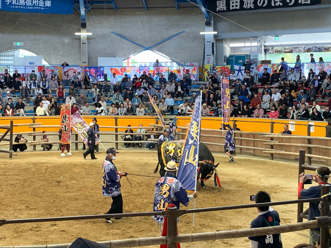 Uwajima City Bullfighting Arena-宇和岛市必去景点