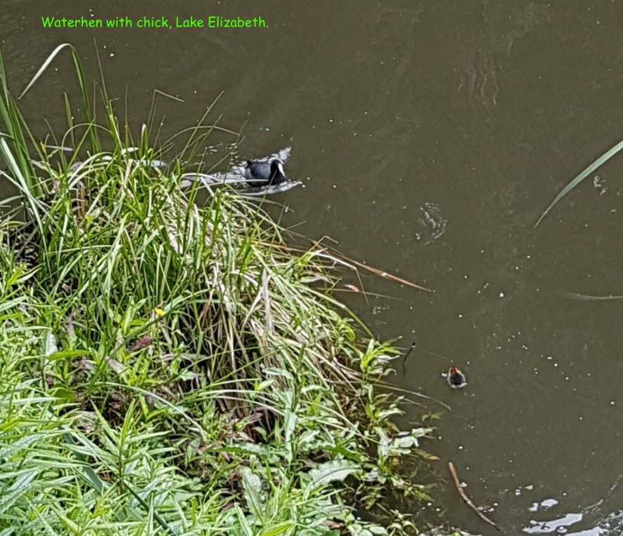 Lake Elizabeth-Forrest必去景点