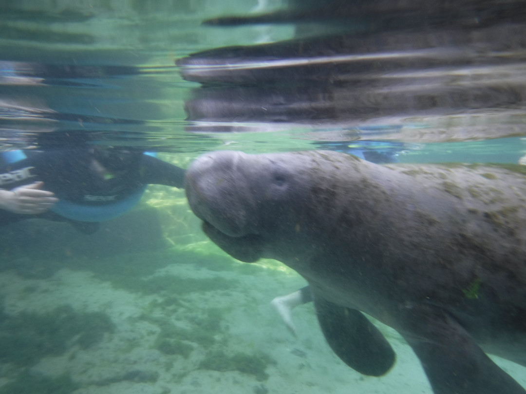 Majestic Manatee Tours - Day Tours-克里斯特尔里弗必去景点