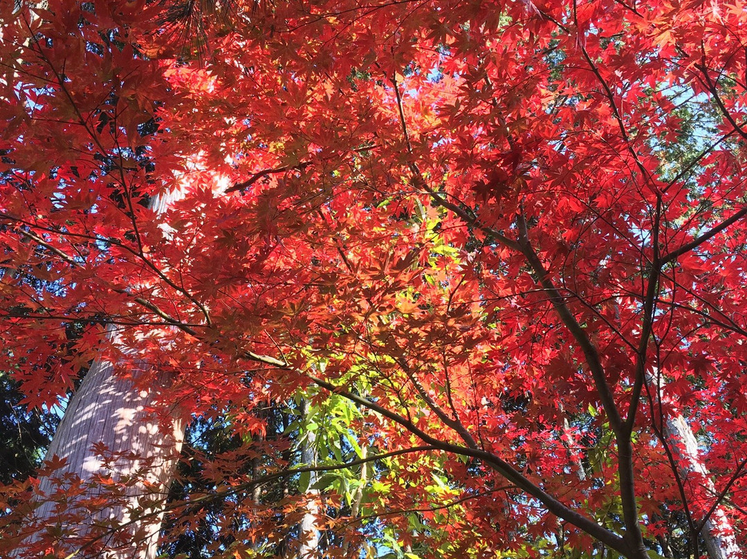 Dokoji Temple-丹波篠山必去景点