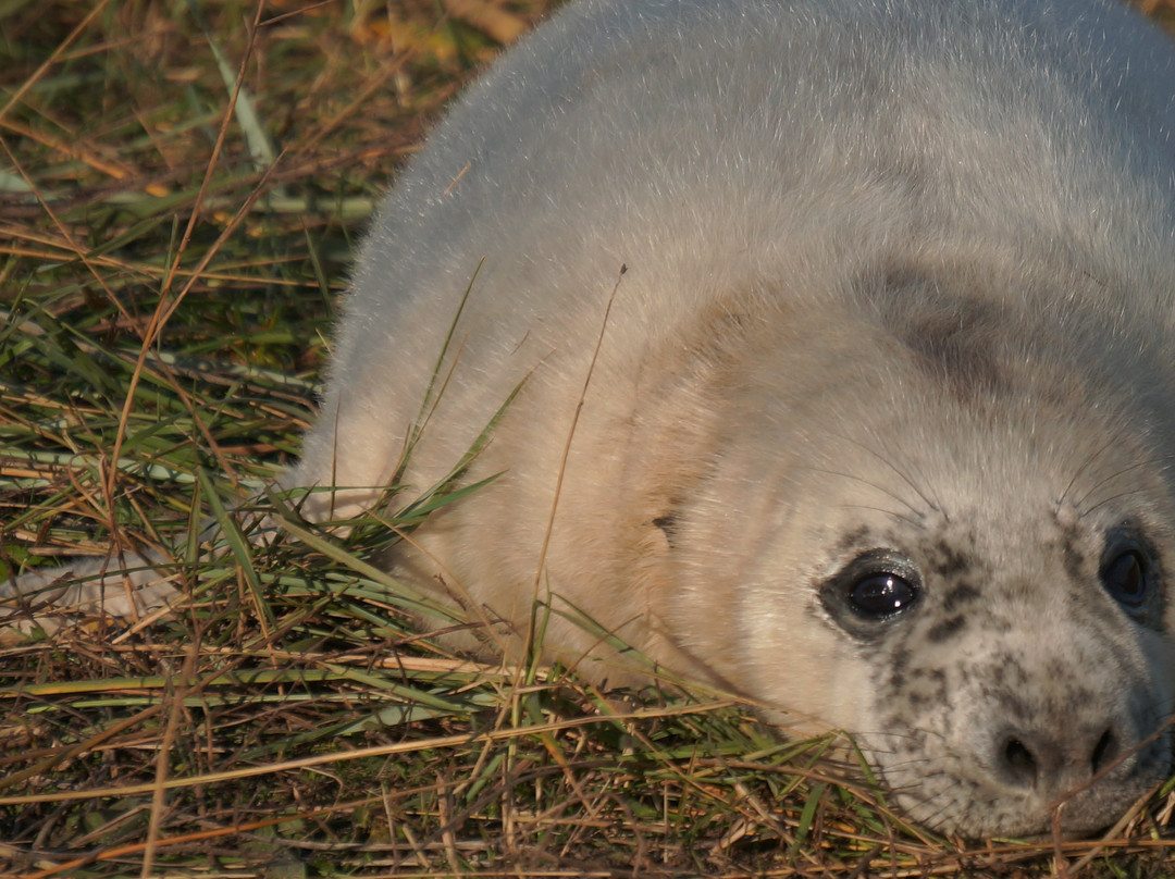 Donna Nook Nature Reserve景点图片