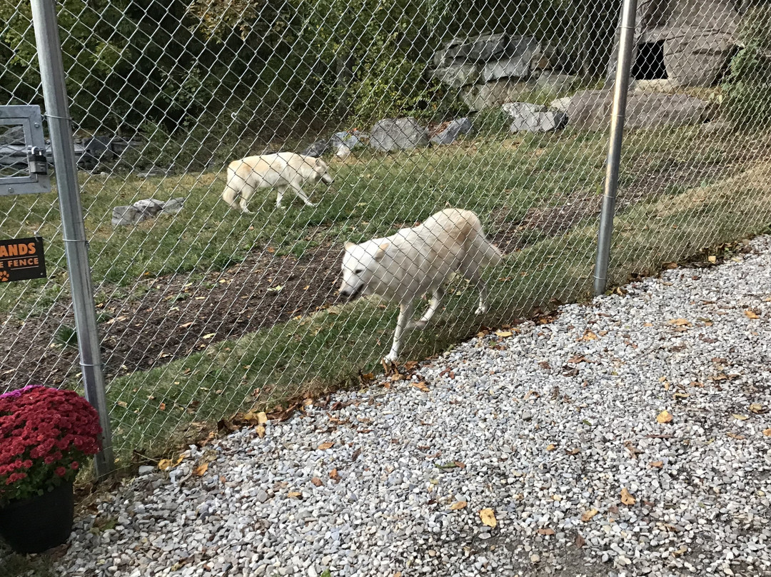 Wolf Conservation Center-South Salem必去景点