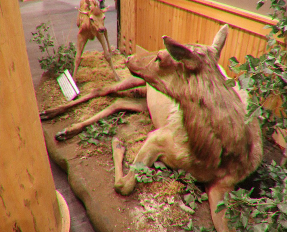 Rocky Mountain Elk Foundation-米苏拉必去景点