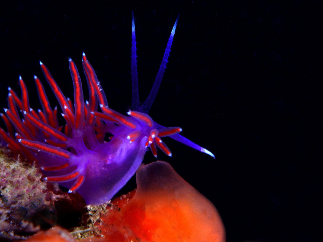 Le Tegnue: I Reef dell'Adriatico-Pellestrina必去景点