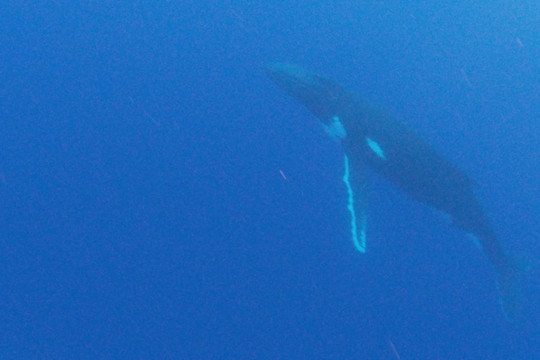 Tohora Bora Bora-瓦伊塔佩必去景点