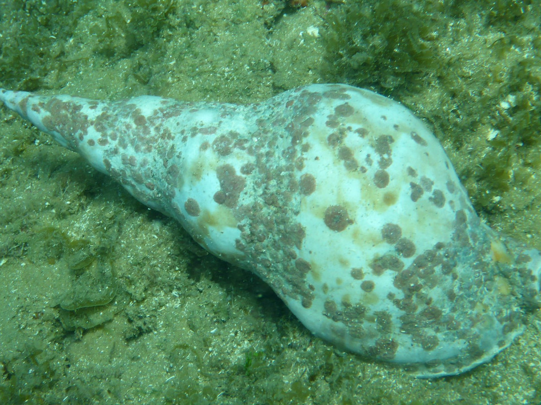 Carpe Diem Dive Center-Marau必去景点