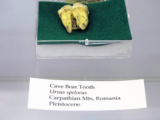 Earth Experience - Middle Tennessee Museum of Natural History-默弗里斯伯勒必去景点