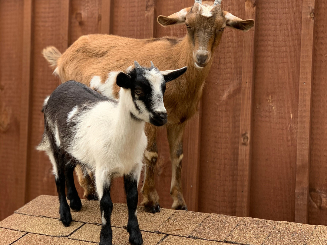 The Inn at Sugar Hollow Farm主图