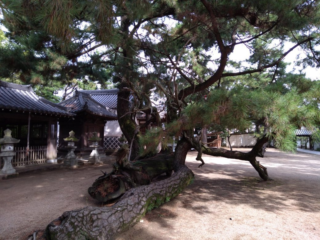 Takasago Shrine-高砂市必去景点