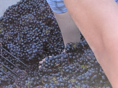 Westover Vineyards-卡斯特罗谷必去景点