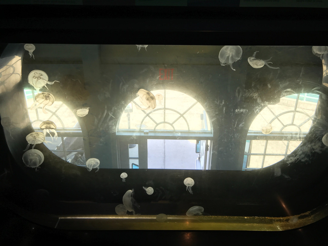 Roundhouse Marine Studies Lab and Aquarium-曼哈顿海滩必去景点