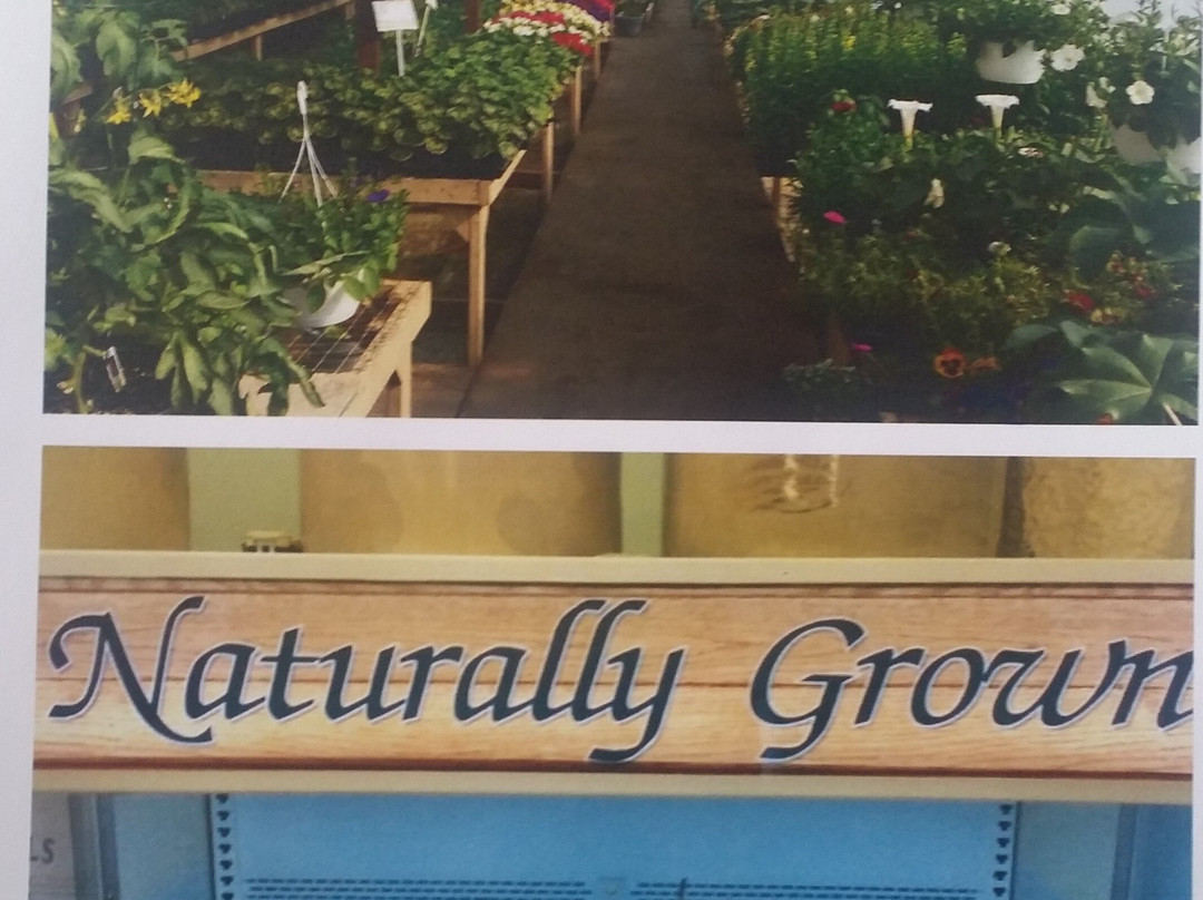 Kurbis Country Market