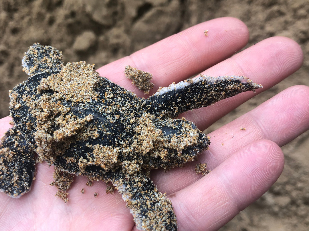 Kosgoda Turtle Care-科斯戈德必去景点