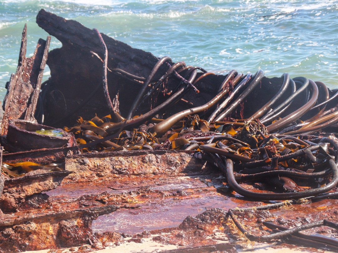 Olifantsbos Beach-Cape Point必去景点