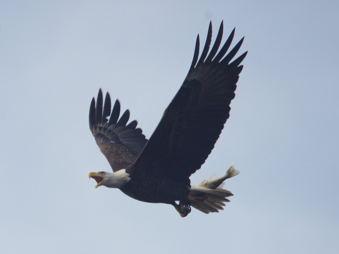 Birding By Boat on the Osprey-开普梅必去景点