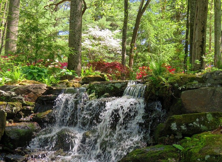 Princeton旅游景点-Azalea Path Arboretum and Botanical Gardens