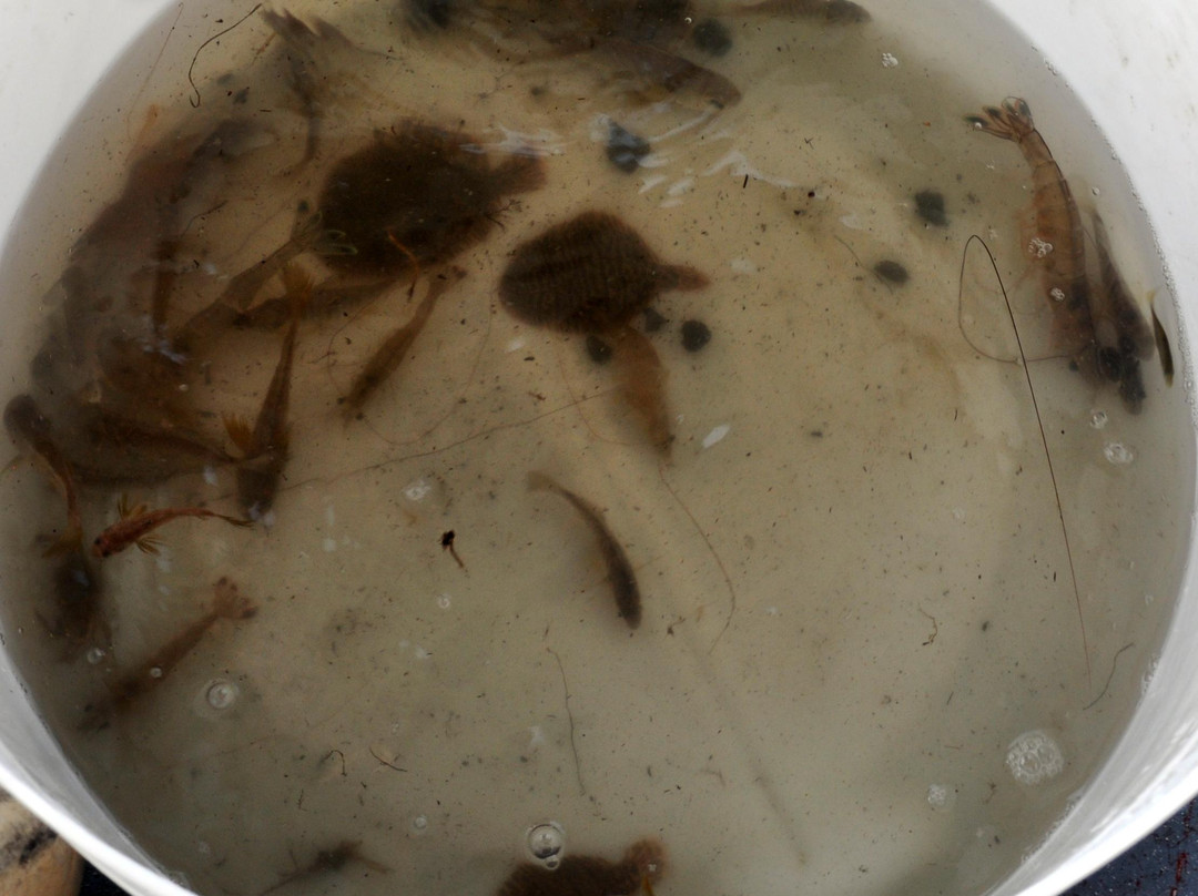 Coastal Outdoor Adventures-圣西蒙斯岛必去景点