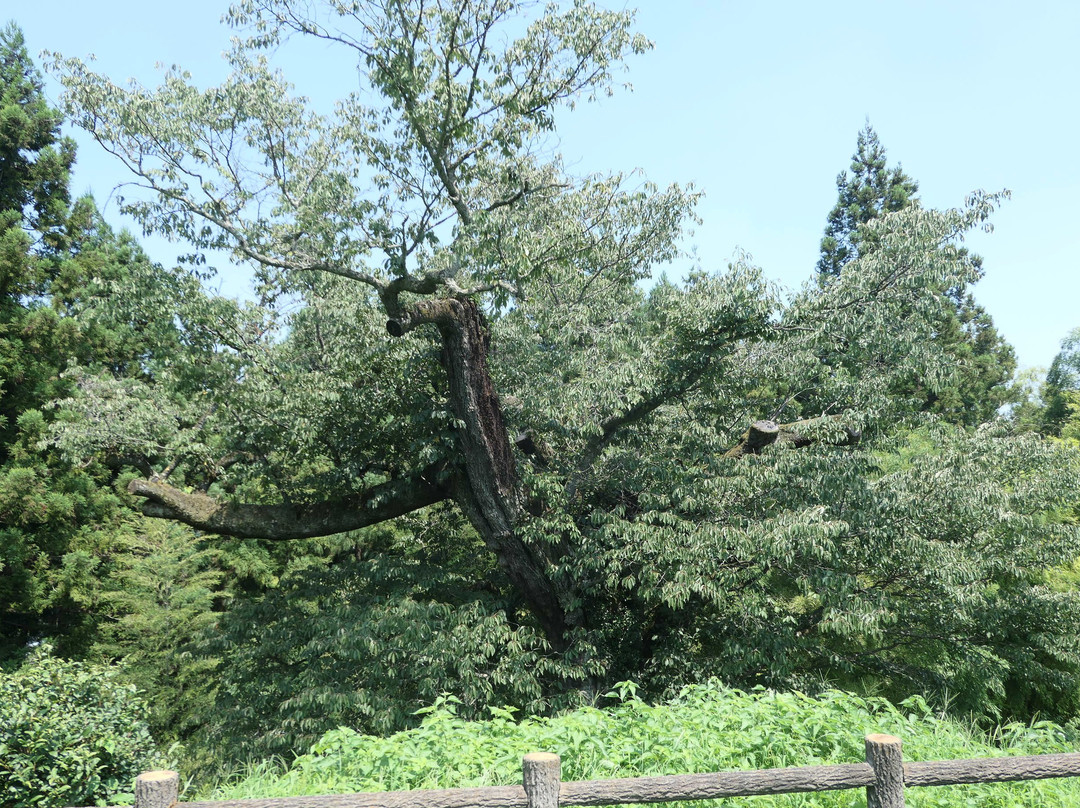 Kogonji Temple-秋留野市必去景点