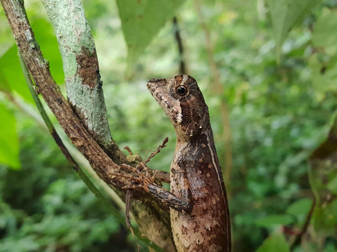 Sinharaja Expedition - Tour Guide In Sinharaja Rainforest-Deniyaya必去景点