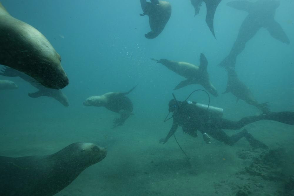 Goos Ballenas-Puerto Piramides必去景点