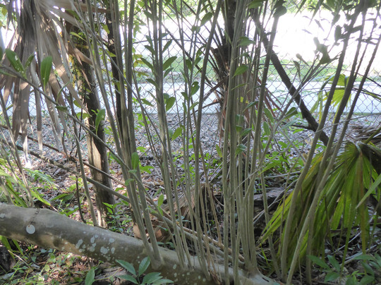 Key West Tropical Forest and Botanical Garden-基韦斯特必去景点
