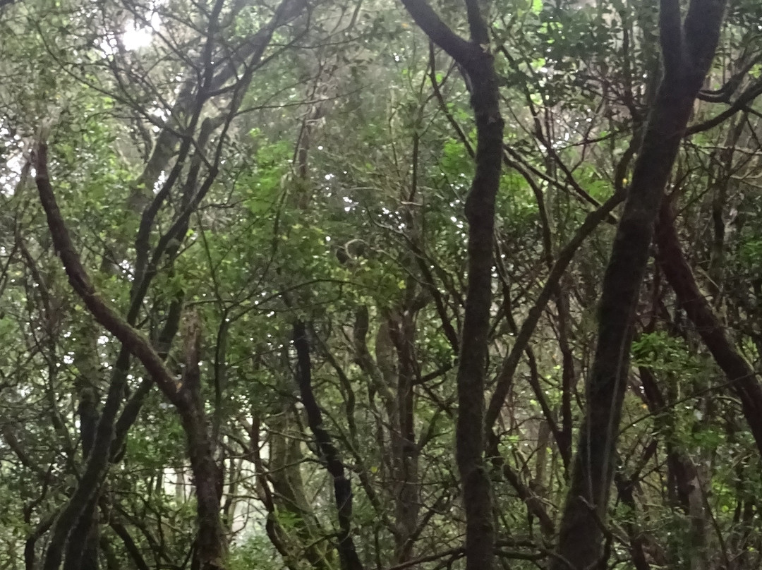 Parque Rural de Anaga-圣克鲁斯-德特内里费必去景点