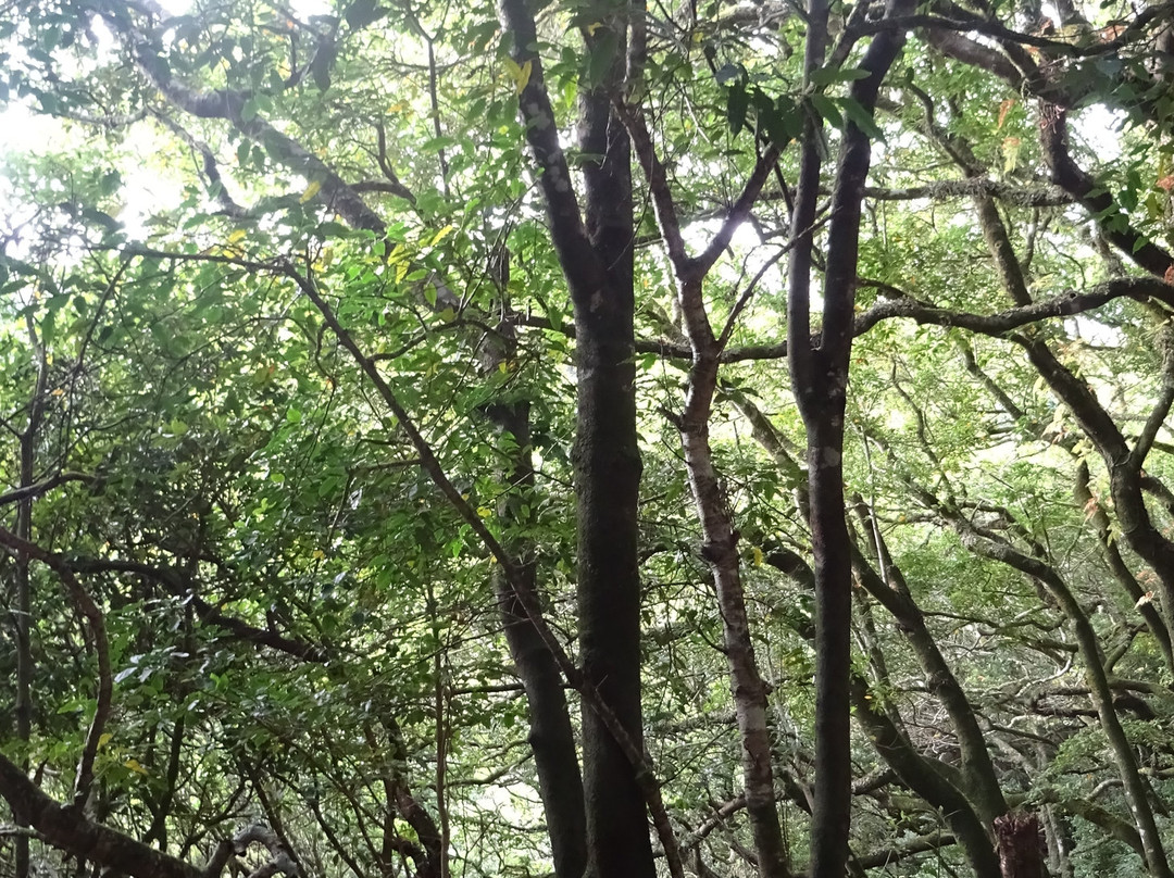 Parque Rural de Anaga-圣克鲁斯-德特内里费必去景点