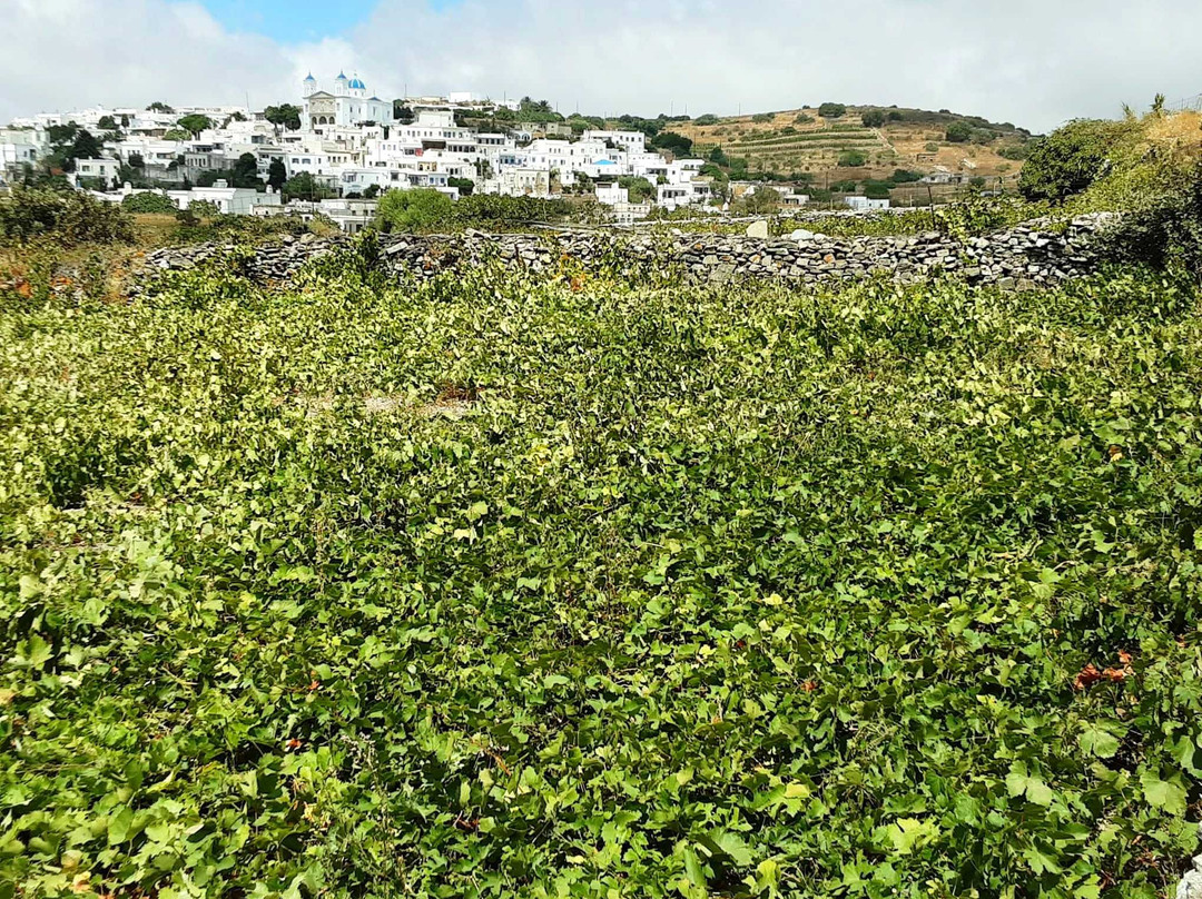 The Wine Connoisseurs-帕特雷必去景点