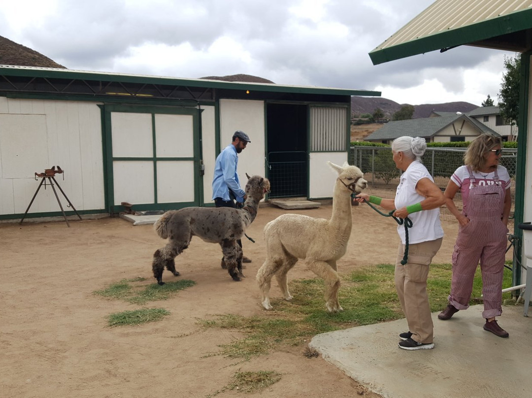Diamond Valley Alpacas-赫米特必去景点