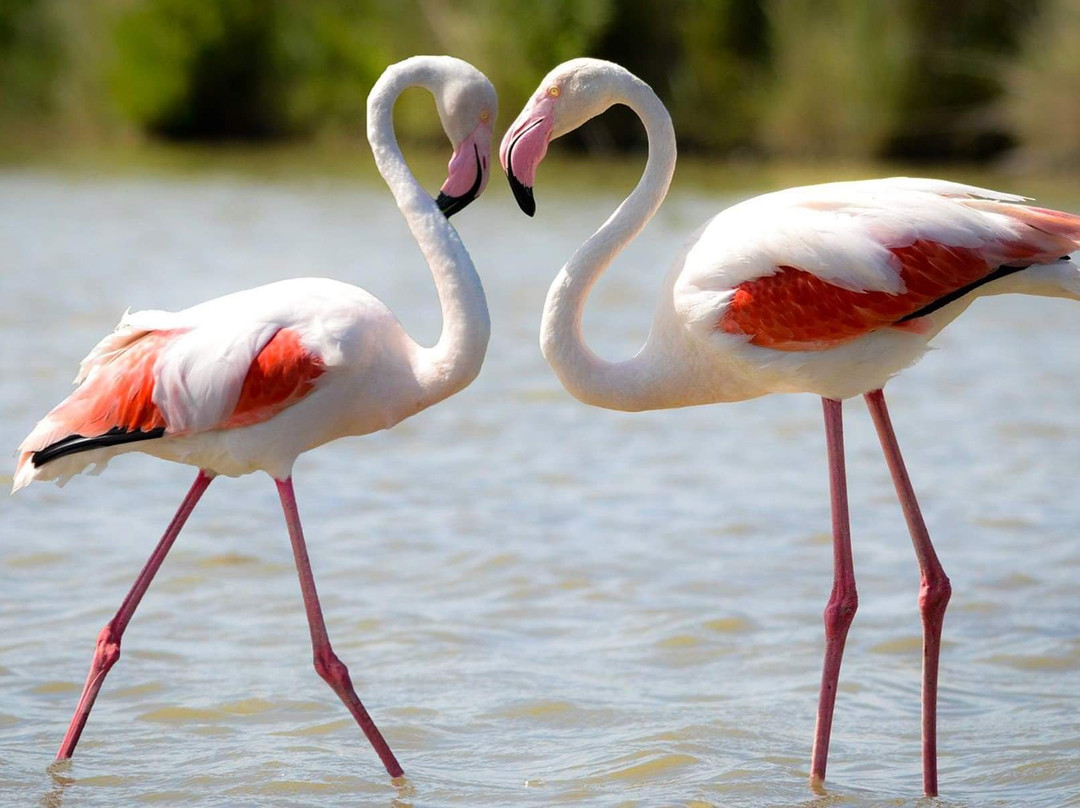 Chundikulam National Park-Kilinochchi必去景点