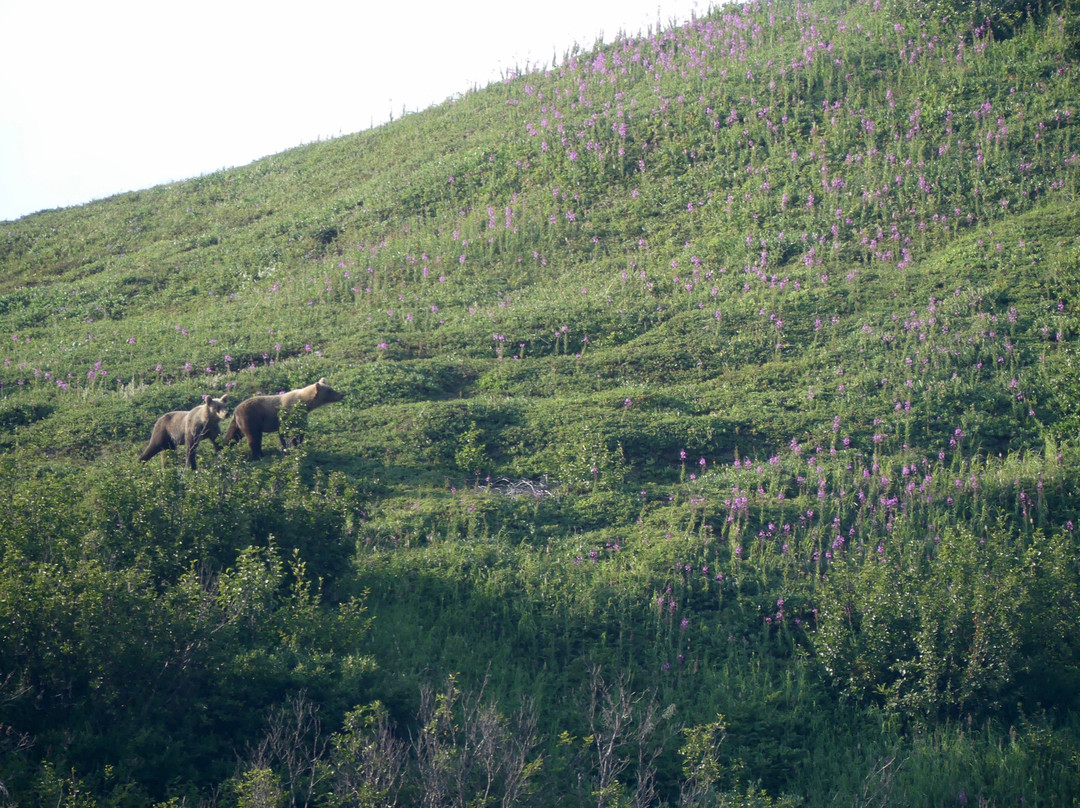 Kenai Backcountry Adventures-苏厄德必去景点