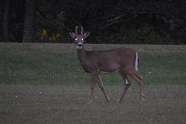 Heartwood Resort主图