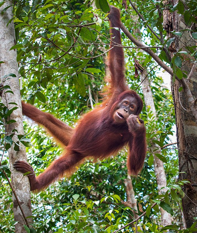 Pondok Tanggui Orangutan Rehabilitation Center景点图片