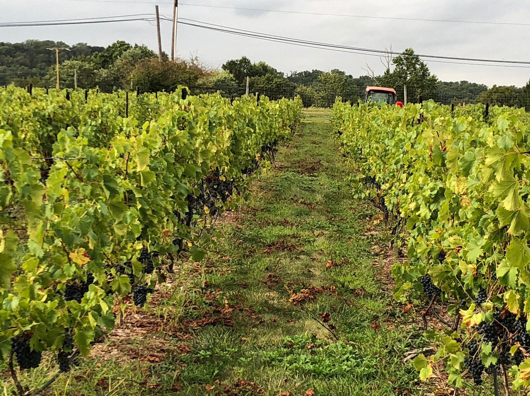 Hopewell Valley Vineyards-Pennington必去景点