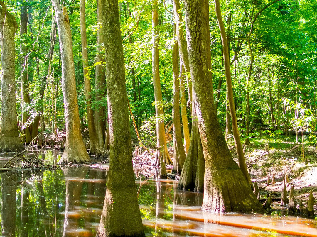 Congaree National Park景点图片