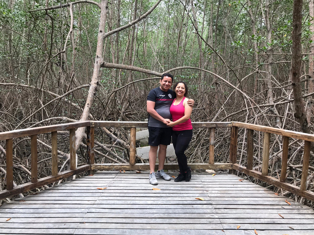 Isla Corazon Mangrove Reserve景点图片