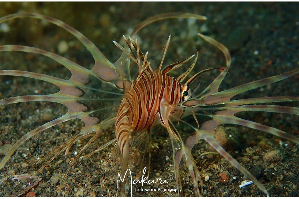 DIVING AND SNORKELING TULAMBEN MAKARA-图兰本必去景点