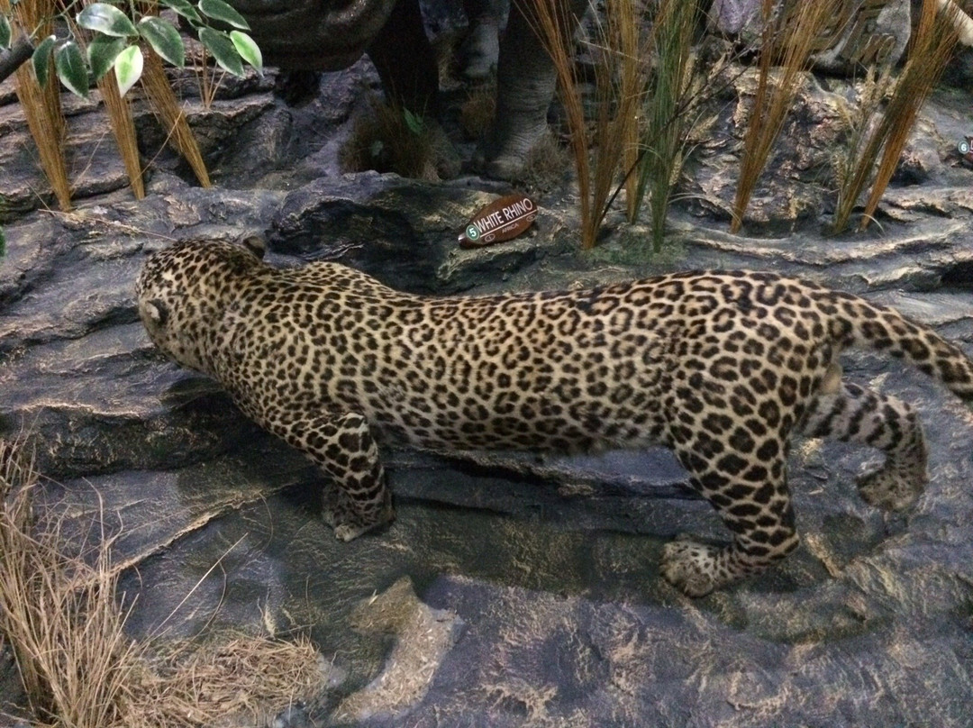 Rahmat International Wildlife Museum & Gallery-棉兰必去景点