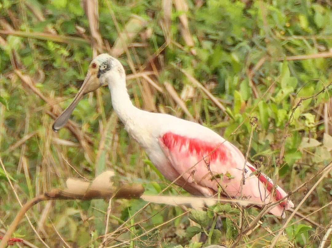 Parque Nacional do Pantanal Matogrossense景点图片