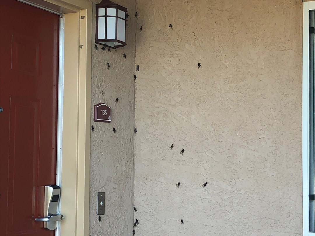 Best Western Dos Rios主图