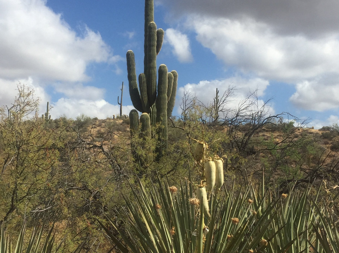 Wild West Jeep Tours-斯科茨代尔必去景点