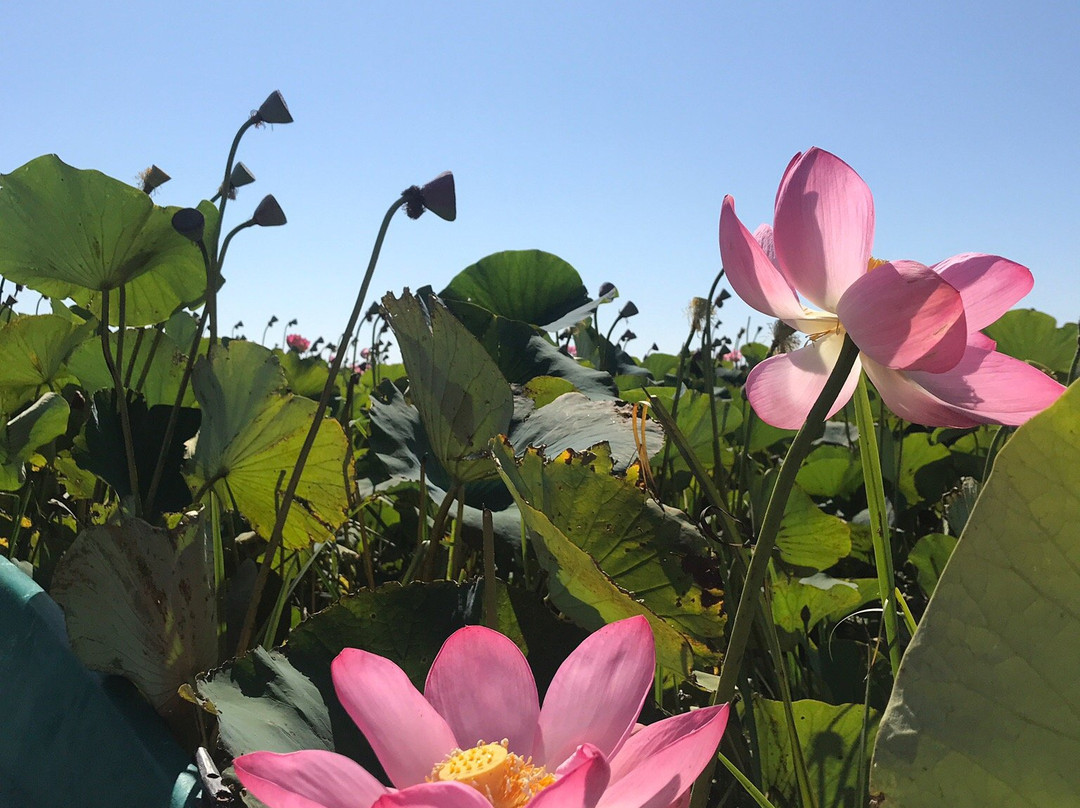 Astrakhan State Nature Reserve-阿斯特拉罕必去景点